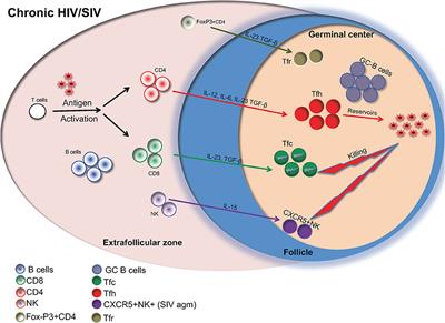 Editorial: Lymph Node T Cell Dynamics and Novel Strategies for HIV Cure